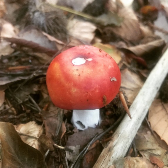 Mushroom in Amsterdam Forest